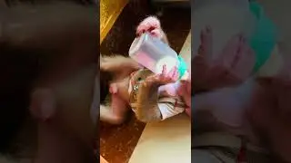 Drinking milk style