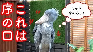 怒涛の羽繕い始まるよ〜!!ハシビロコウふたばちゃん!【秋のふたば2024-4】Futaba,the Shoebill   autumn 2024-4