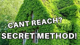 Control Pests on Virginia Creeper and Other Hard to reach Plants!