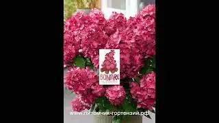 Самая крутая новинка года 2023!!! Гортензия под названием Bonfire от селекционера Guido Rouwette