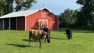 New babies on the farm! Looking for grass to graze.