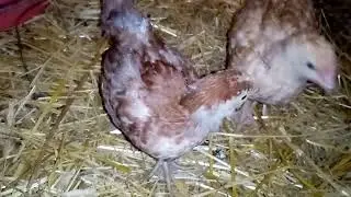 ЦЫПЛЯТА ОТ НЕПРАВИЛЬНЫХ КУР ПОДРАСТАЮТ!!! ЦЫПЛЯТА РАЗНЫХ ПОРОД!