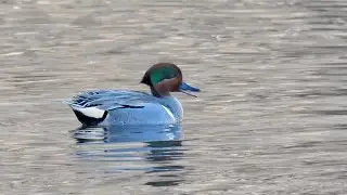 Green-winged Teal Courtship Calls and Cool Moves #duck #birdsounds