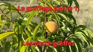 Grafting Part 1: Rootstocks