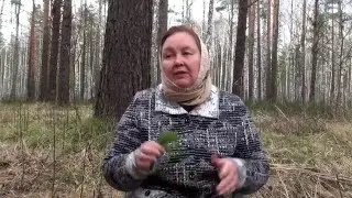 КРАПИВА МАЙСКАЯ || Полезные свойства и применение