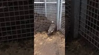 Parrot Talking - Smart And Funny Parrots Video | EP732
