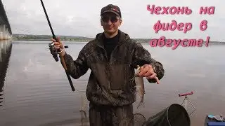 Чехонь в августе на фидер / Sabrefish in August on feeder