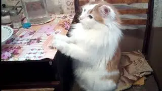 Waiting for Dinner!