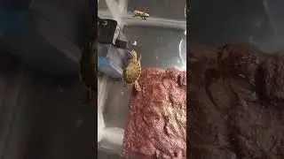 Cricket Treats for Tucker #turtle #livefeeding #reptiles #fyp #food #cricket #trending