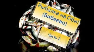Супер выезд за окунем на Обь! Бибеево часть 2