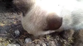 Съела ужа и хочет еще