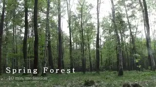Forest 10min. Sit down and relax! HD