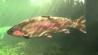 Форель на блесну. Подводные съёмки.