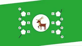 What is DNA?