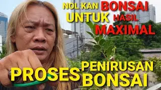 Video 37 || Pressing Kimeng and Waru Bonsai Materials