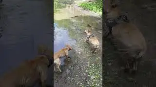 Brothers Battle over a Puddle 