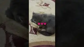 Только что проснулся 💗 