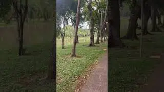 Vem conhecer Piracicaba #piracicaba #piracity #paisagem #parque