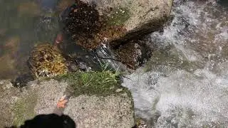 Красоты Алтая,кристально чистая вода