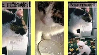 КОШКА первый раз пьет КЕФИР🤭ПУШИСТИКИ как дети🤗забавные🥰Смешные коты кошки 2021