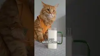 Можно ли кошке давать молоко 