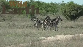 Zebra and Wild Dog Stand-Off