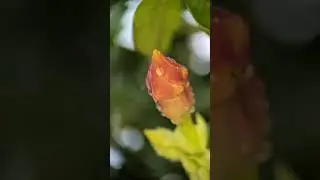 100mm Macro + 17mm LED Lens Holder = Ultimate Macro ✅ 