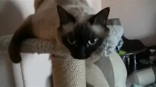 Сиамская кошка разговаривает.  (Siamese cat talking.)