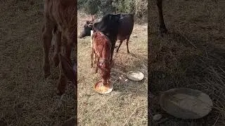 गौसेवा ही धर्म हैं #cow #hindu #bharat #dharma
