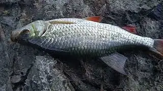 УДОЧКИ...И ВПЕРЁД на РЕКУ...