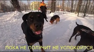 ФАИНА ПИТБУЛЬ - ПРОТИВ РОТВЕЙЛЕРА ДРАКА. встреча с мопсами!!!