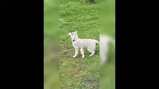 воспитание щенка в игровой форме👍начинать с первых дней