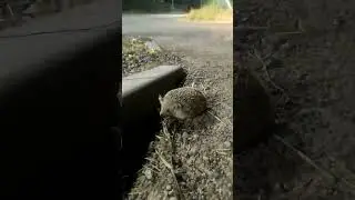 Ёжик из Шымкента 🦔 #ёжик #шымкент #казахстан