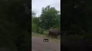 Defensive Buffalo bulls #animals