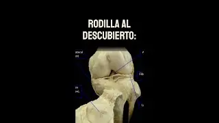 Rodilla al descubierto: Anatomía, lesiones, prevención y tratamiento.