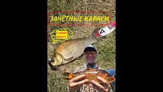 ХЕРАБУНА -  へら ЗАЧЁТНЫЕ КАРАСИ У ДЯДИ ДЖО!!!