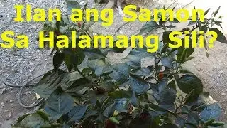 Samon sa Sili Samon Giveaway