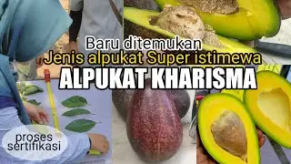 Kind of Super Special Avocados KHARISMA