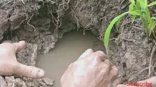 Bắt Chuột Mùa Covit 19