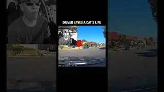 Driver saves a cat’s life 
