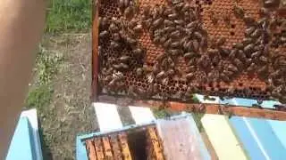 Семья воспитательница