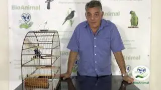 ALIMENTAÇÃO DO AZULÃO E VOLTA DE DICAS DO GERALDINHO !