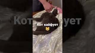Кот ушел в астрал 😸