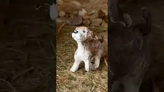 Создание ватной игрушки. Заходи, покажу как!