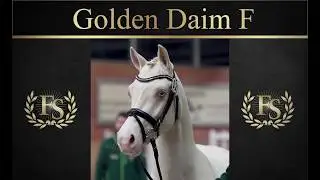 Golden Daim F | Hengstschau 2020 | Ferienhof Stücker