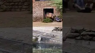 An angry hippo attacked a zoo employee