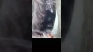 DELAWARE BIGFOOT IS REAL BE AFRAID