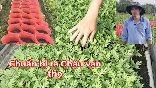 Vạn thọ 12 ngày chuẩn bị ra Chậu(Phước Thêm)