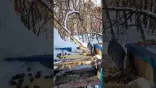 Кормушка