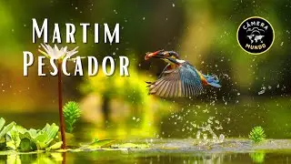 Martim Pescador Cores Em Voo #martimpescador #aves #bird